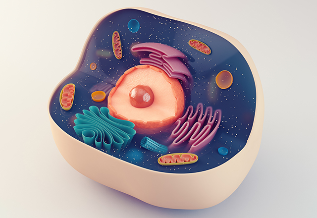 mitochondrial